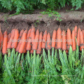 CA07 Jinguan 8 inches upscale red carrot seeds for sowing